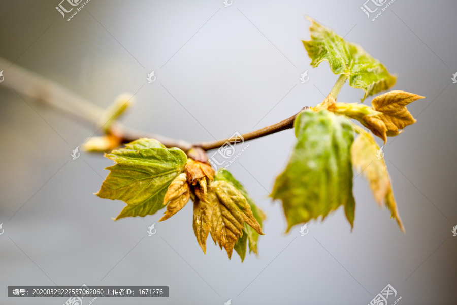 梧桐芽