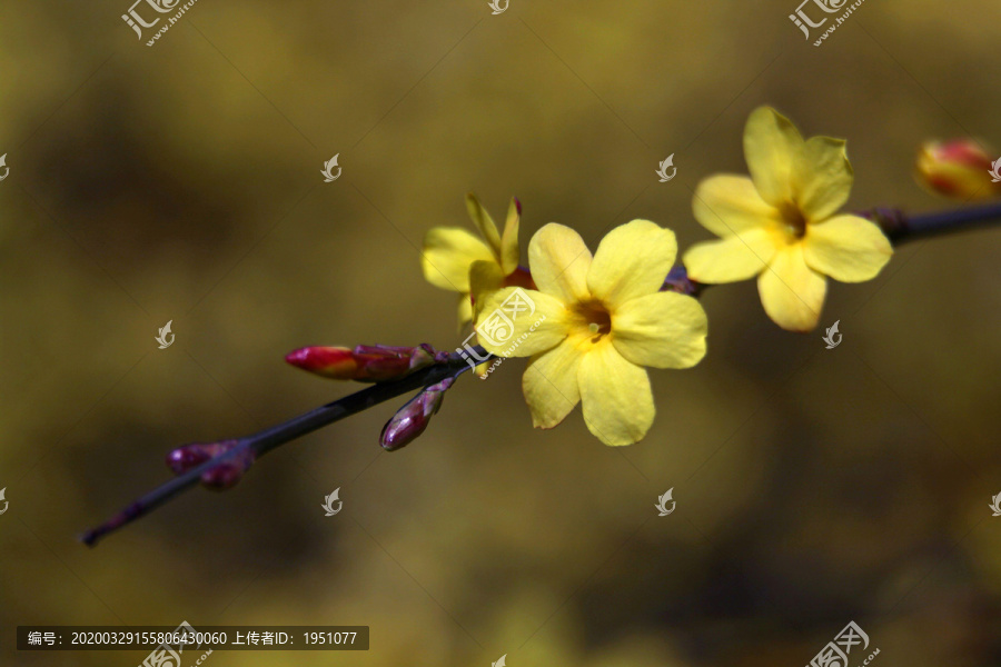 迎春花特写