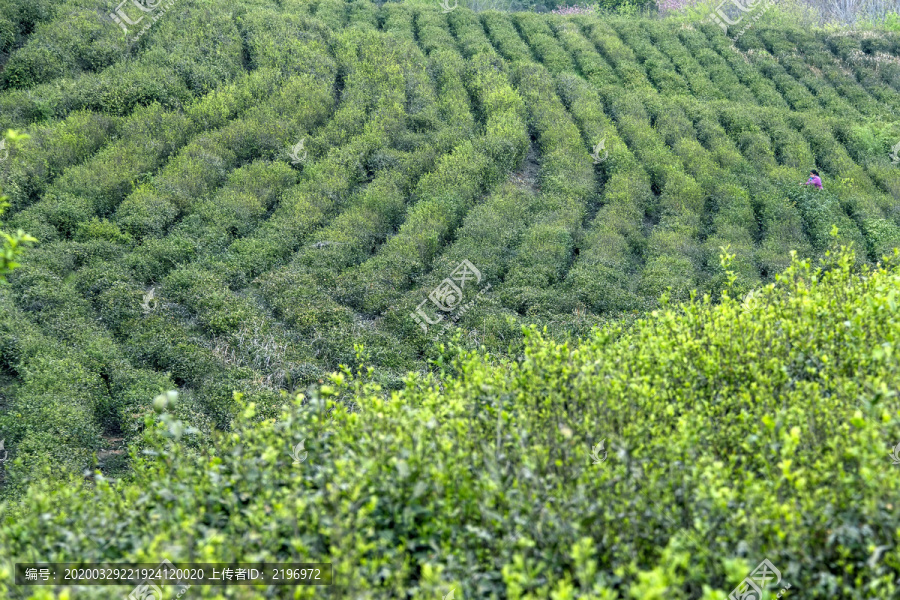 春意盎然的绿色茶园