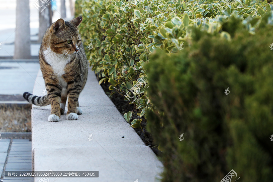 小猫