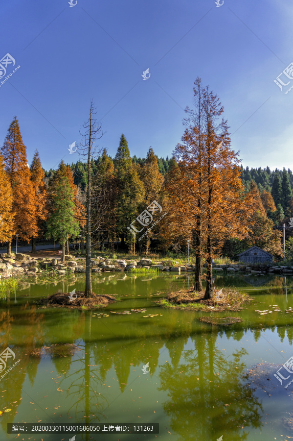 金华北山徐公湖秋天水杉树