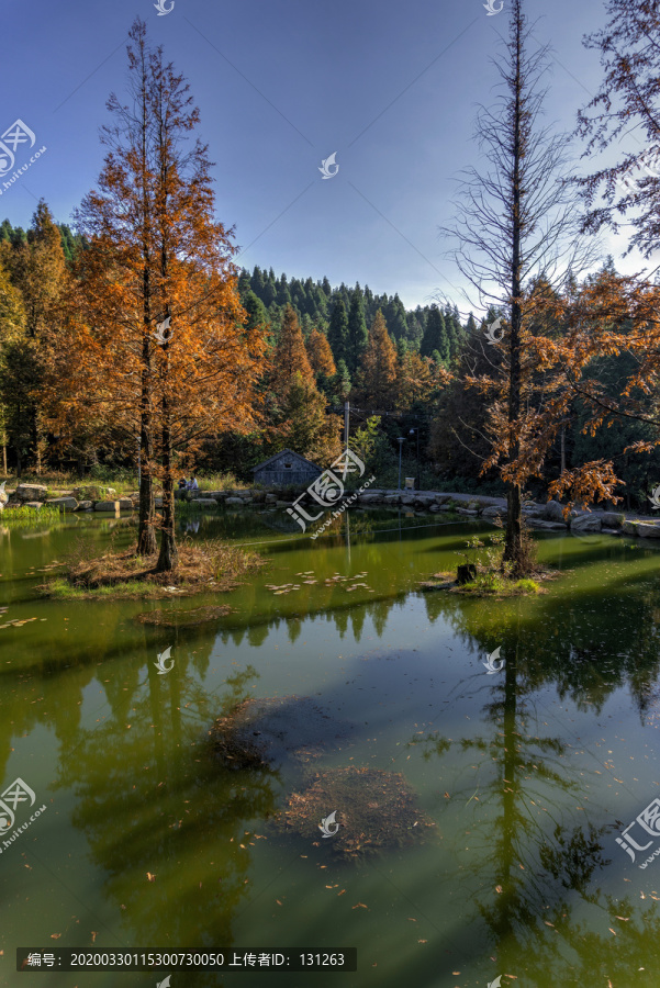 金华北山徐公湖秋天水杉树