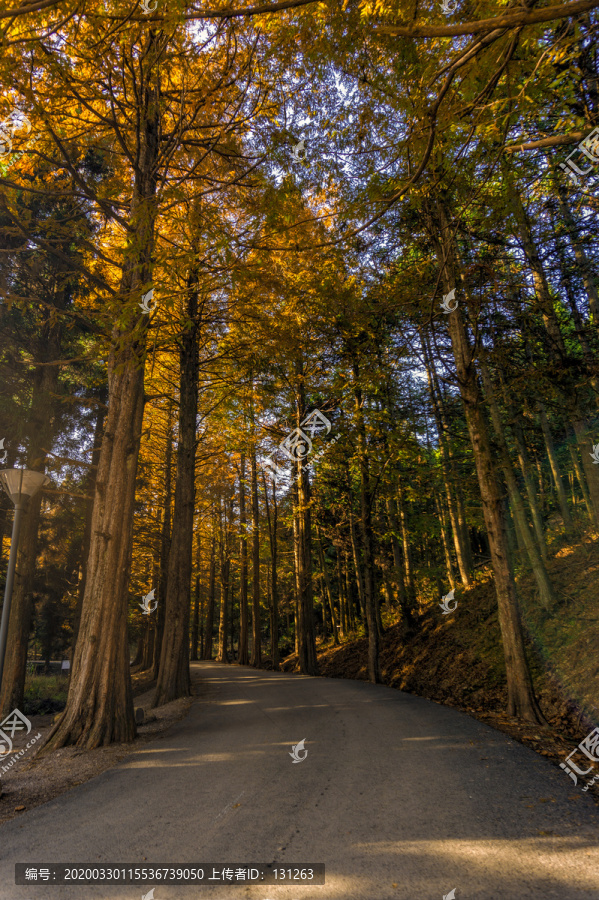 金华北山秋天水杉树黄叶