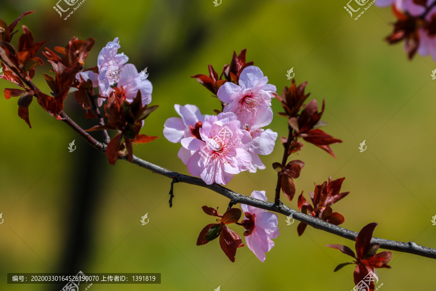 桃花特写