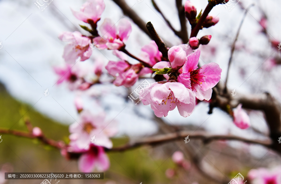 桃花