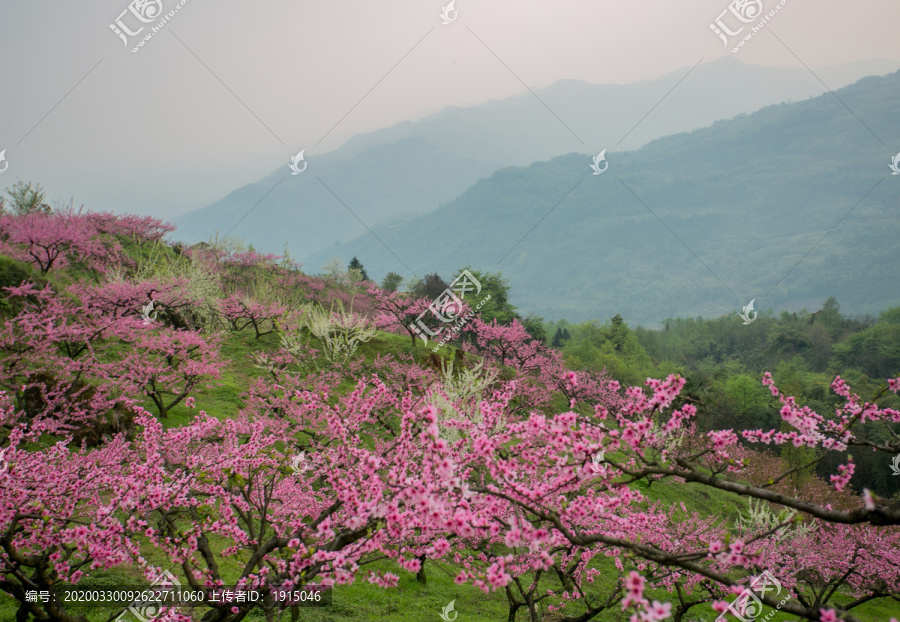 春天的桃花