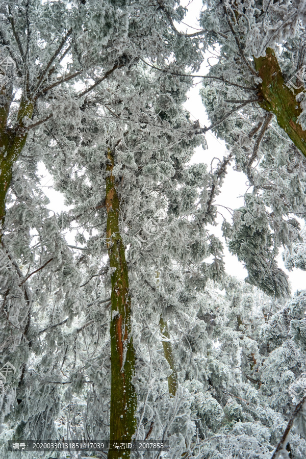 雪松冰挂