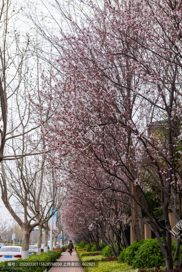 樱花树