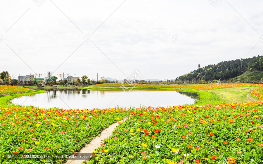 余杭径山花海