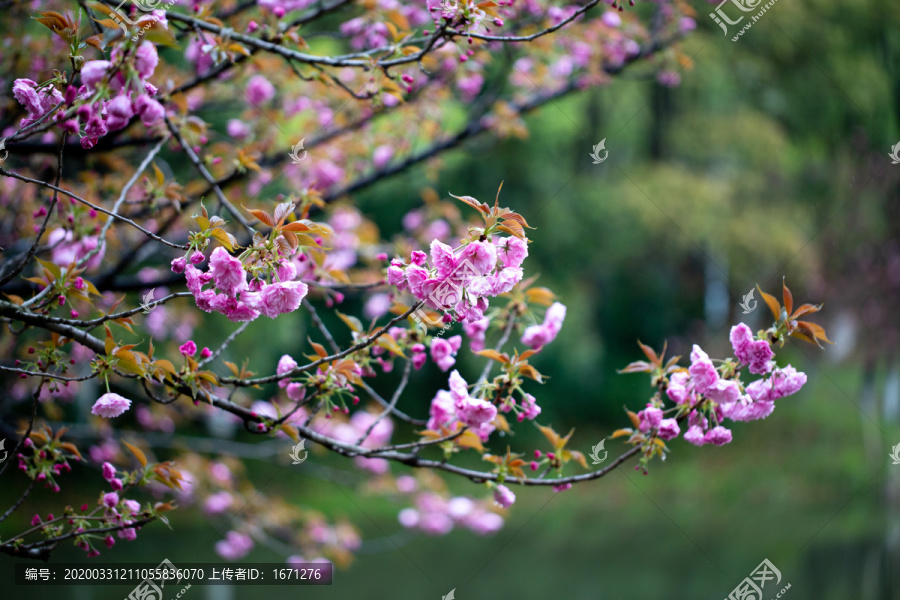 花满枝头