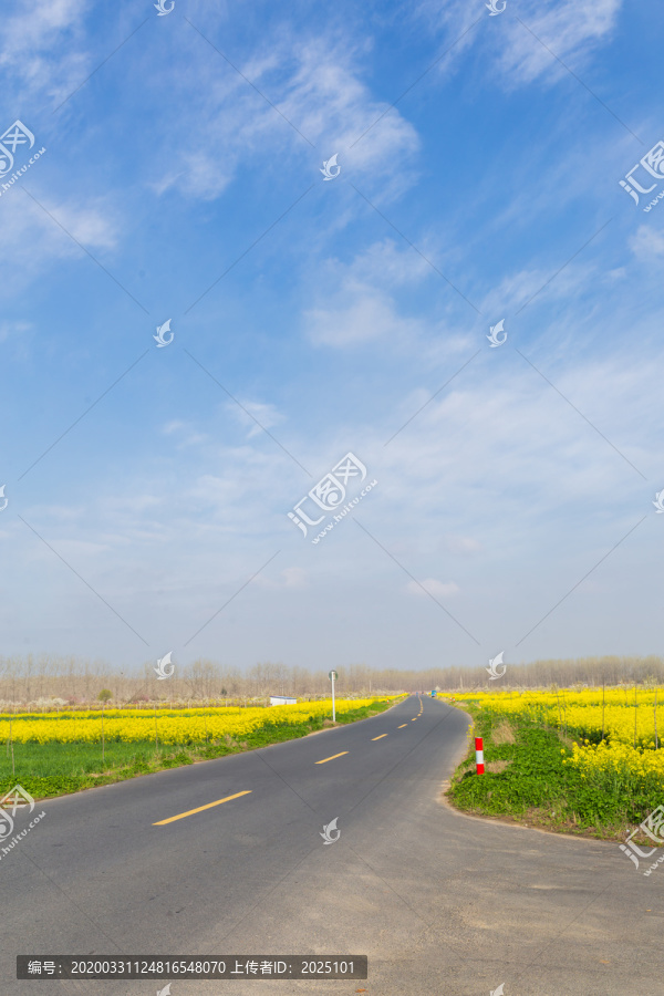 油菜花里的马路