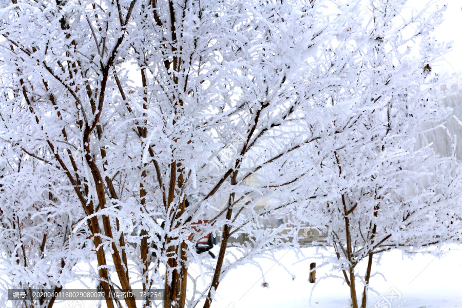 公园雪景