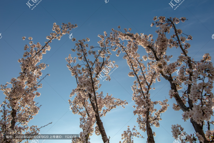 樱花树