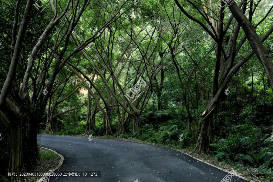 林阴大道