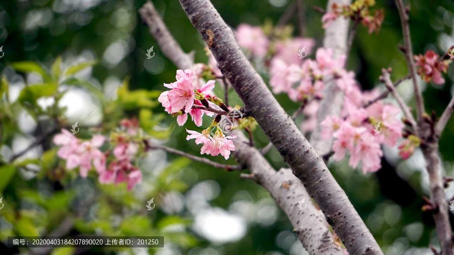 樱花