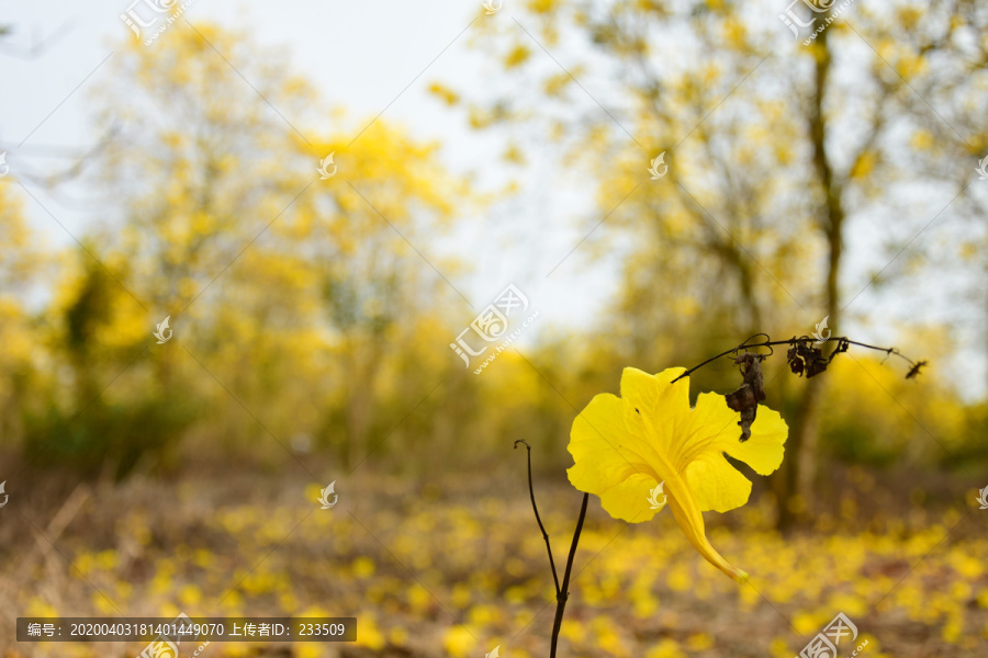 黄花风铃木