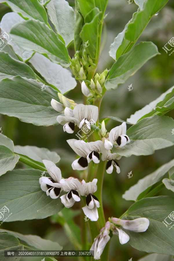 菜地胡豆花