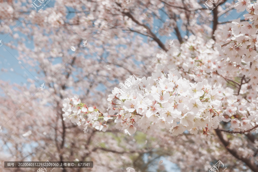 春天樱花盛开的季节