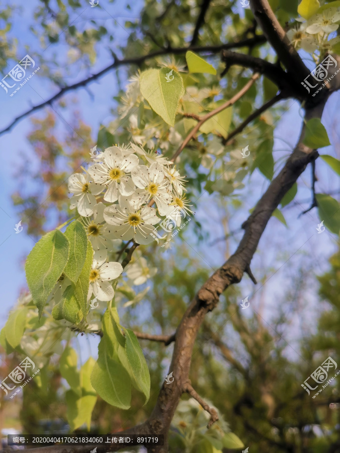 梨花素材