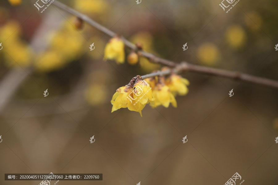 黄腊梅花