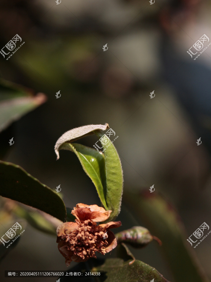 古茶树嫩芽