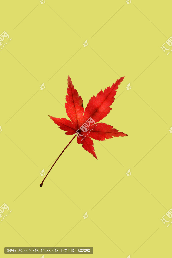 楓葉素材
