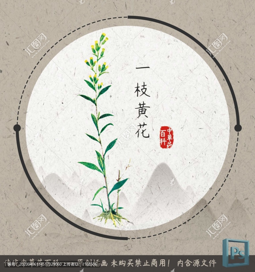 中草藥植物一枝黃花