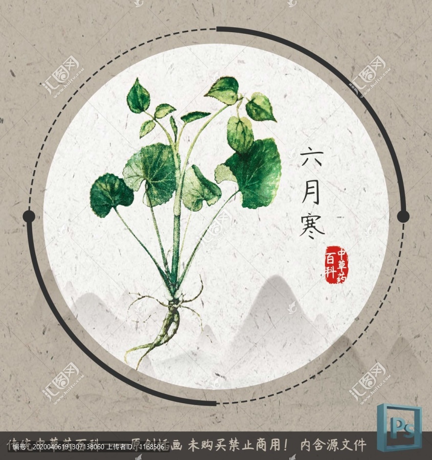 中草藥植物六月寒