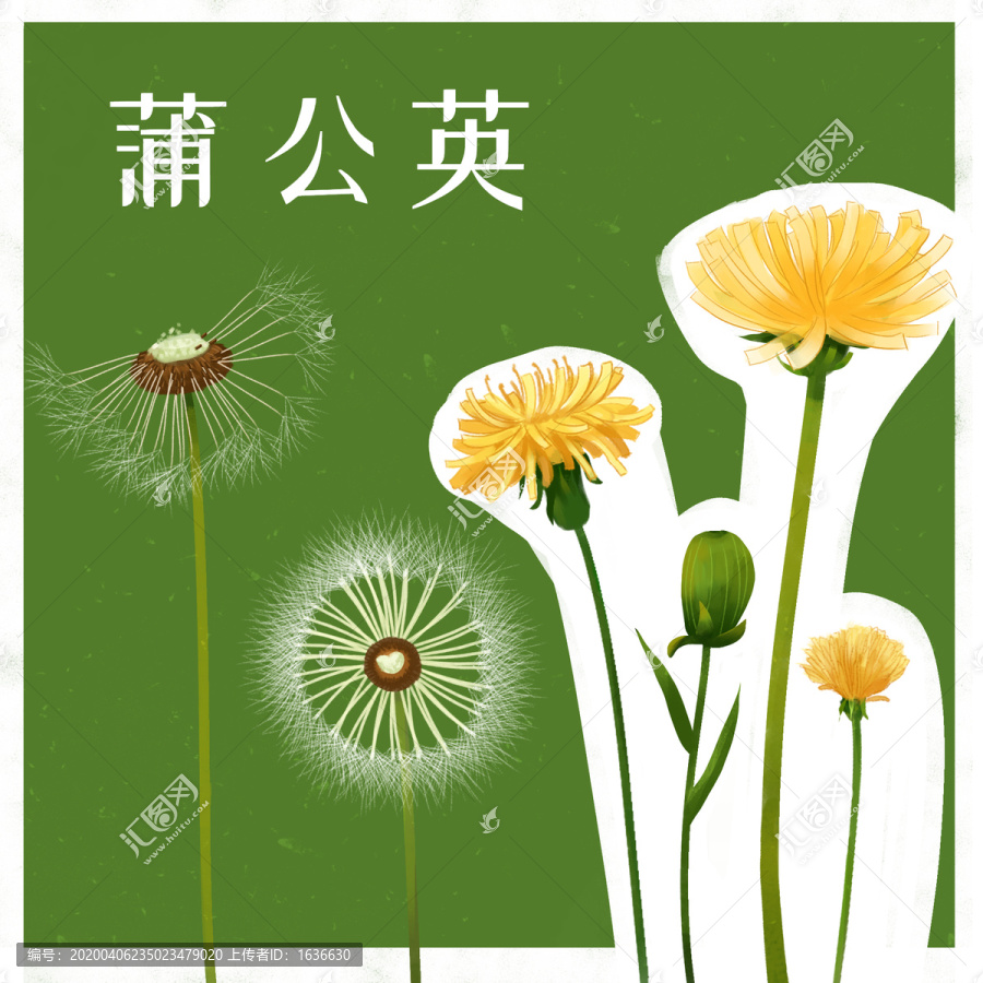 蒲公英插畫
