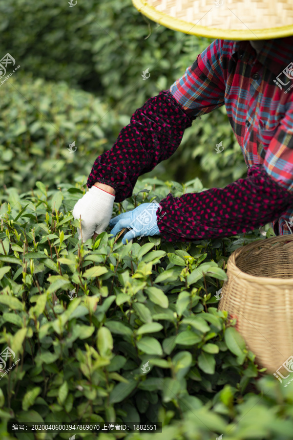 新鲜茶叶采摘