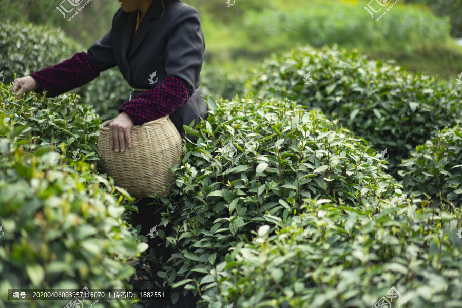 新鲜茶叶采摘