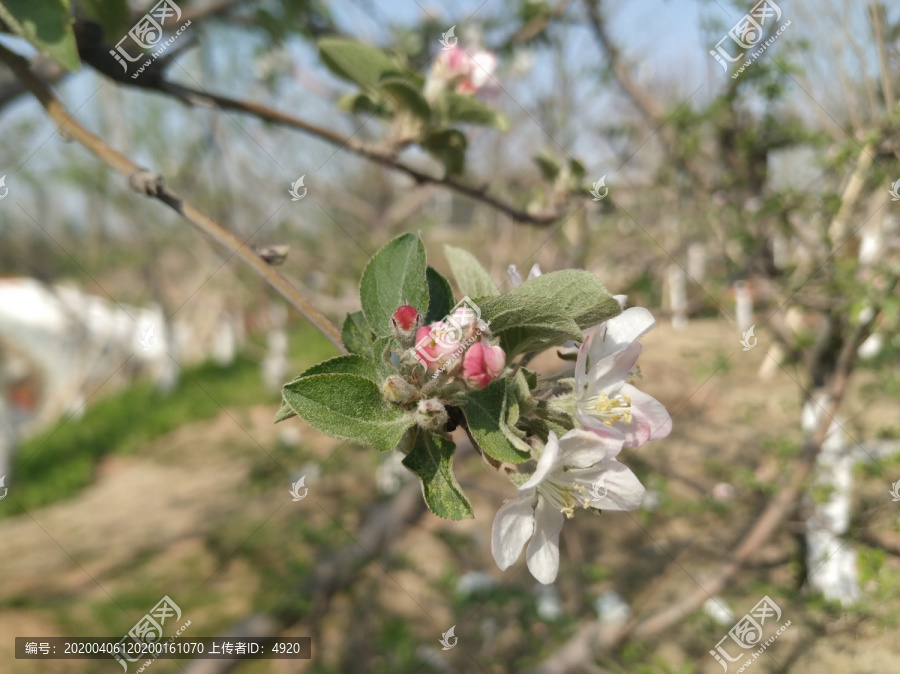 苹果花