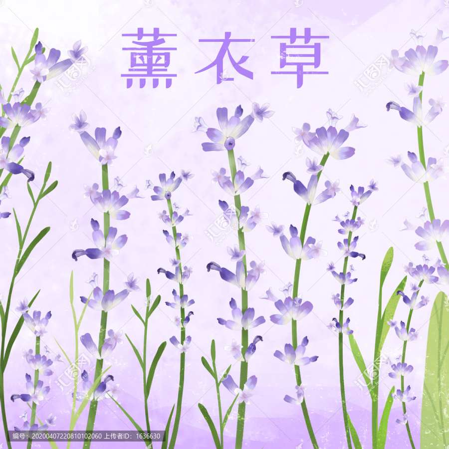 薰衣草素材插畫