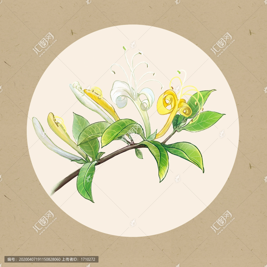 金銀花中藥材手繪插畫