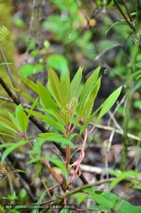 绿色植物