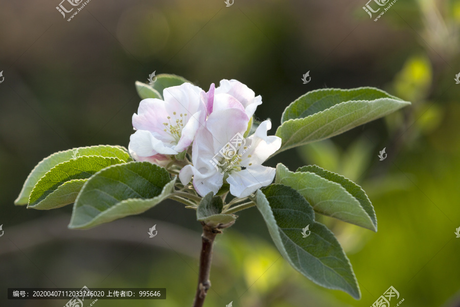 苹果花