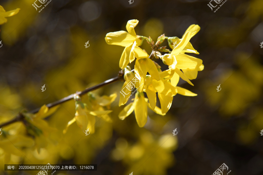 迎春花杏花玉兰花桃花高清大图