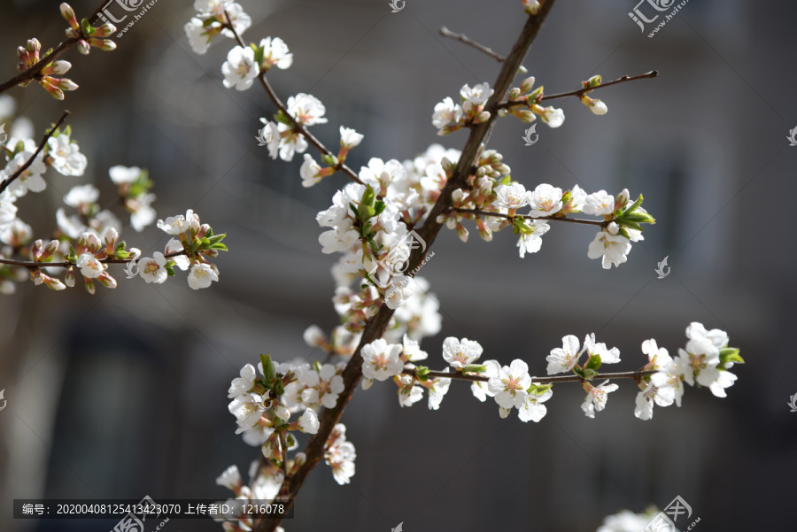 迎春花杏花玉兰花紫花高清大图