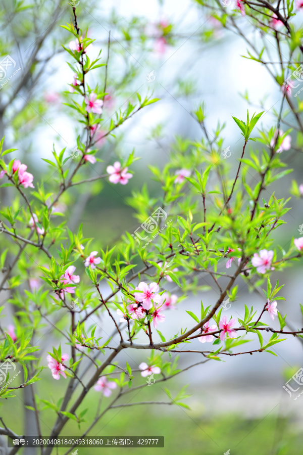 美丽桃花