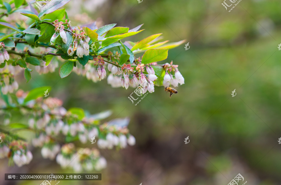 蓝莓花