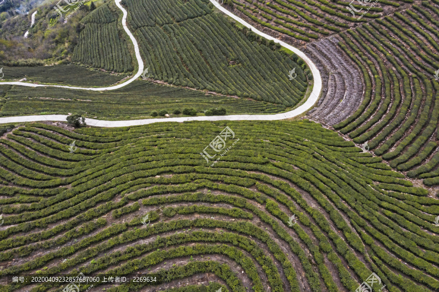 茶山