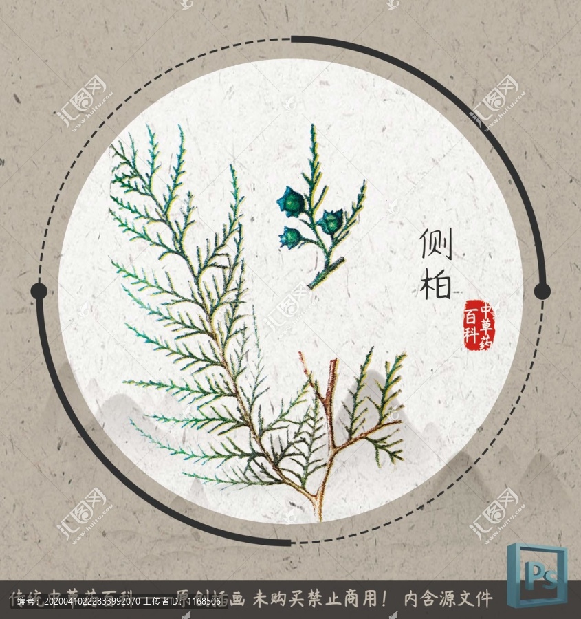 中草藥植物插畫側(cè)柏