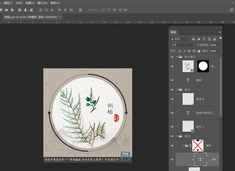 中草藥植物插畫側(cè)柏