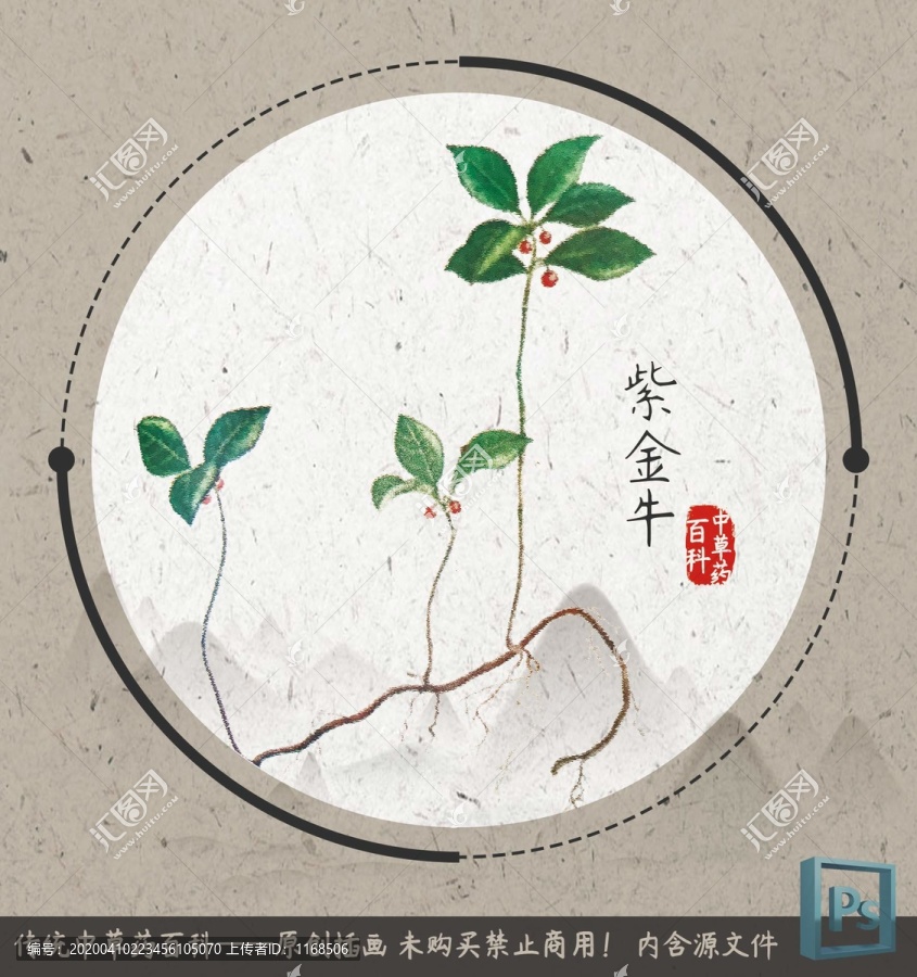 中草藥插畫紫金牛