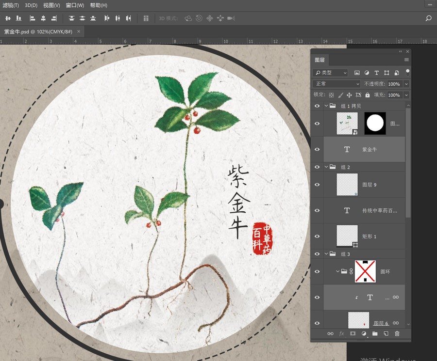 中草藥插畫紫金牛