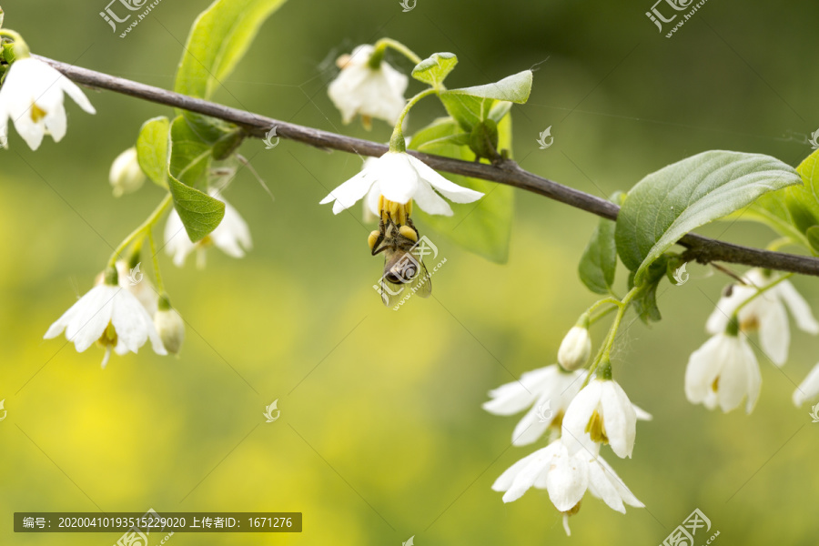 蜜蜂采蜜