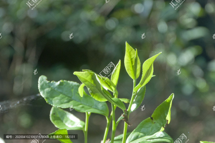 武夷山茶嫩叶