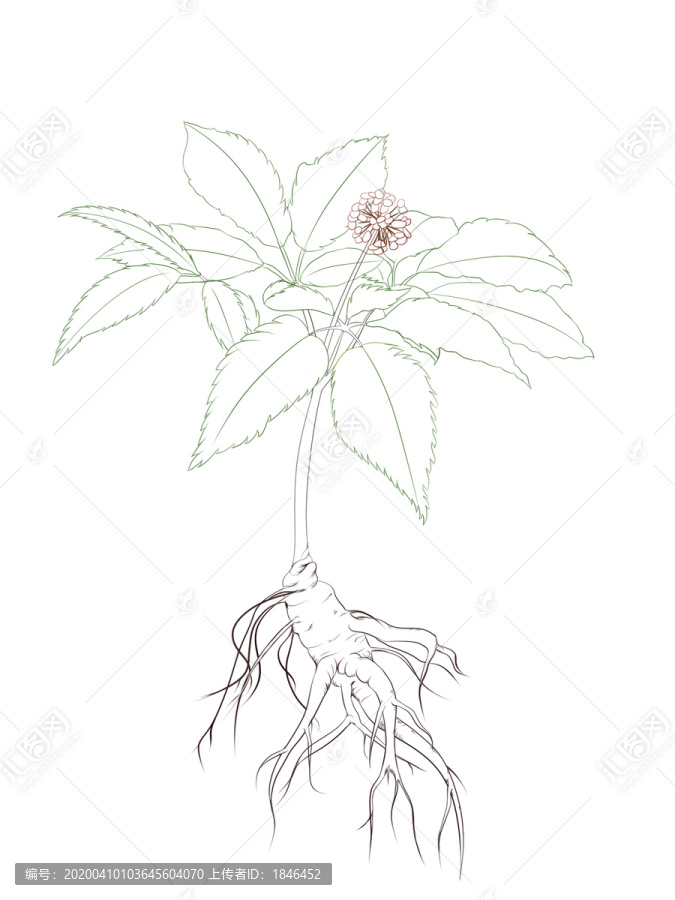 植物手繪線描人參