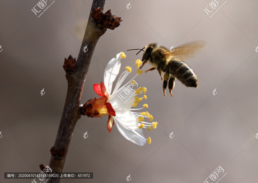 蜜蜂采蜜