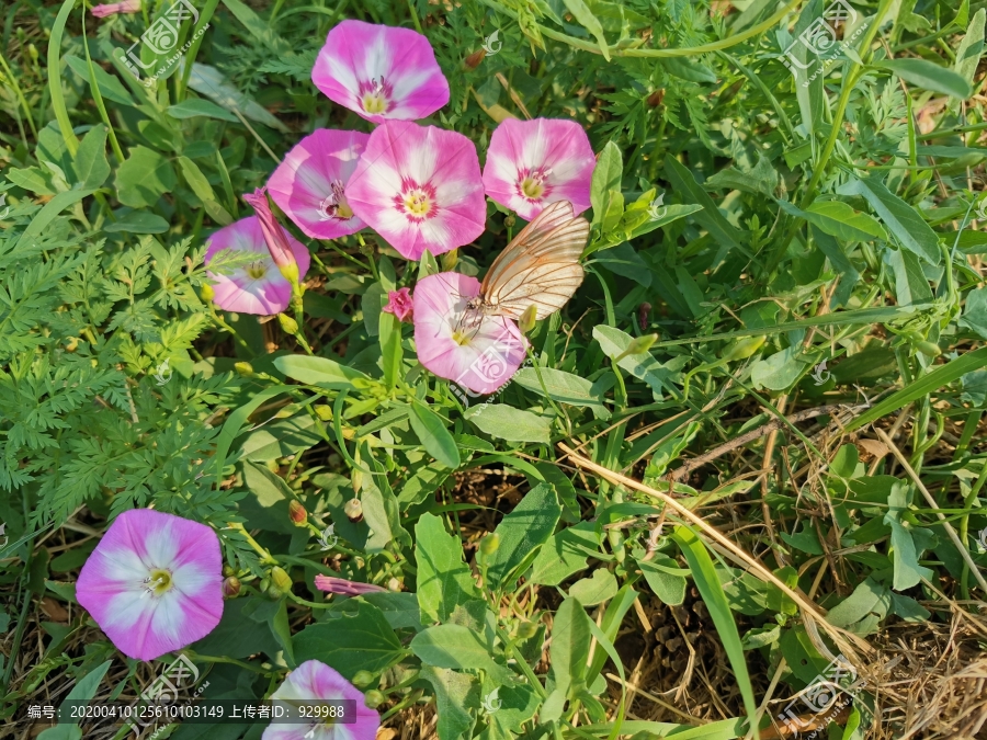 牵牛花与蝴蝶